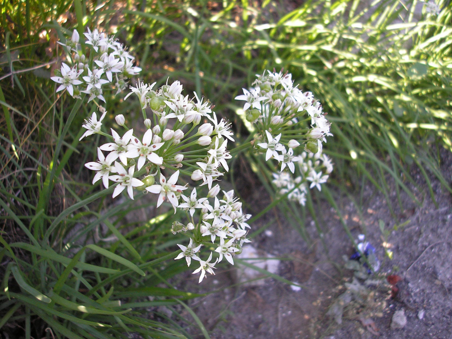 Image of Allium ramosum specimen.