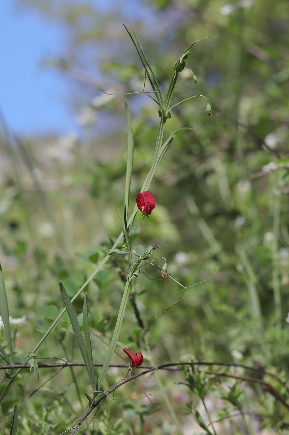 Изображение особи Lathyrus setifolius.
