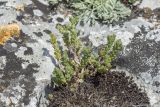 View full-size image genus Sedum