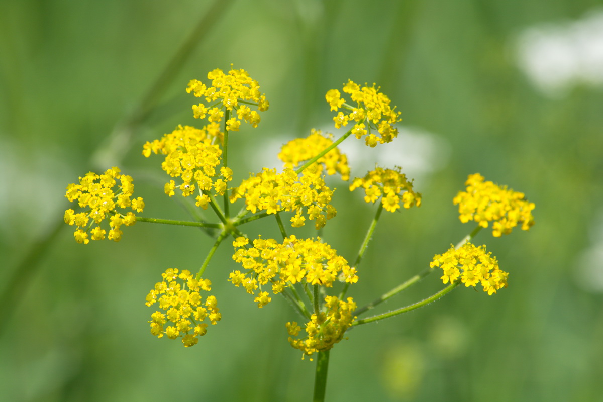 Image of familia Apiaceae specimen.