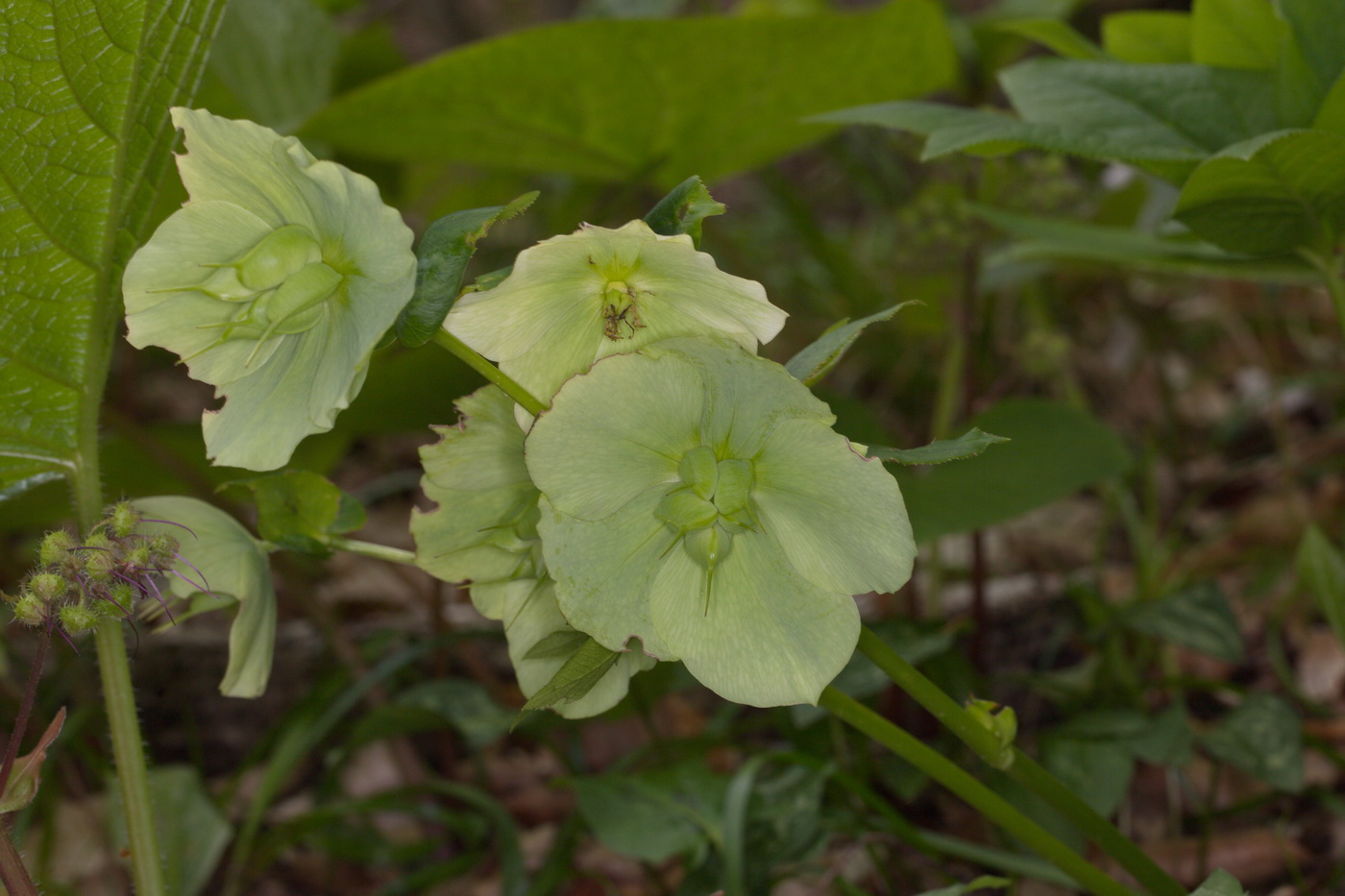 Image of Helleborus caucasicus specimen.