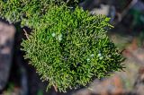 род Juniperus. Верхушка ветви с шишкоягодами. Калининградская обл., г. Калининград, в культуре. 29.06.2025.
