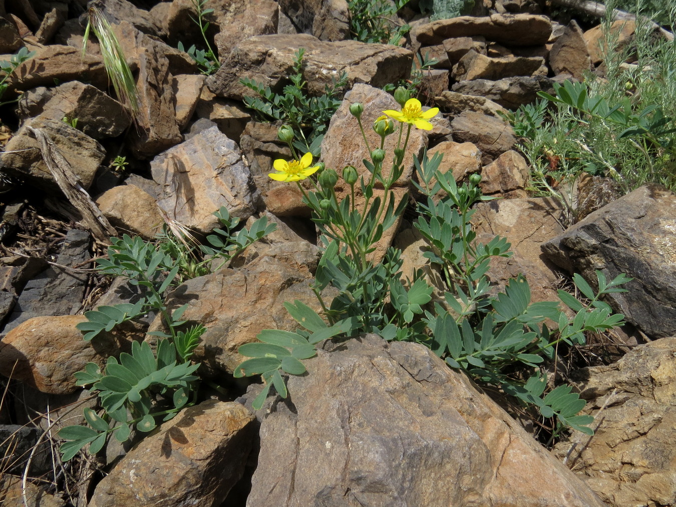 Image of Potentilla orientalis specimen.