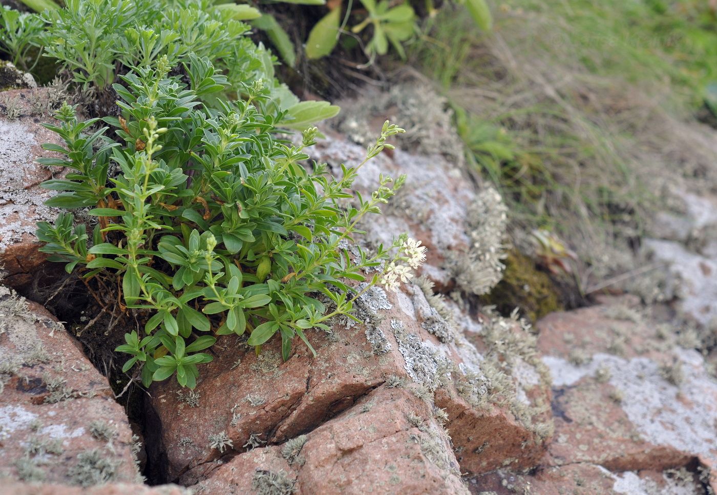 Image of Silene foliosa specimen.