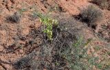 Zygophyllum xanthoxylum
