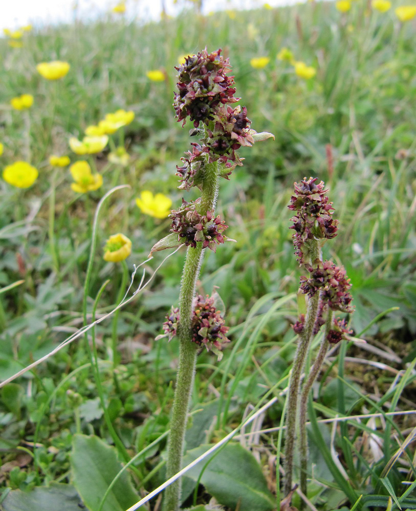 Image of Micranthes hieraciifolia specimen.