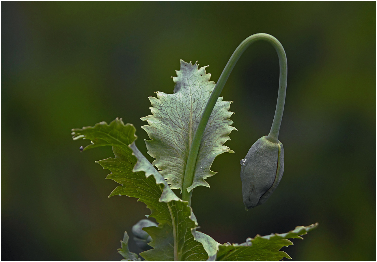 Image of Papaver somniferum specimen.