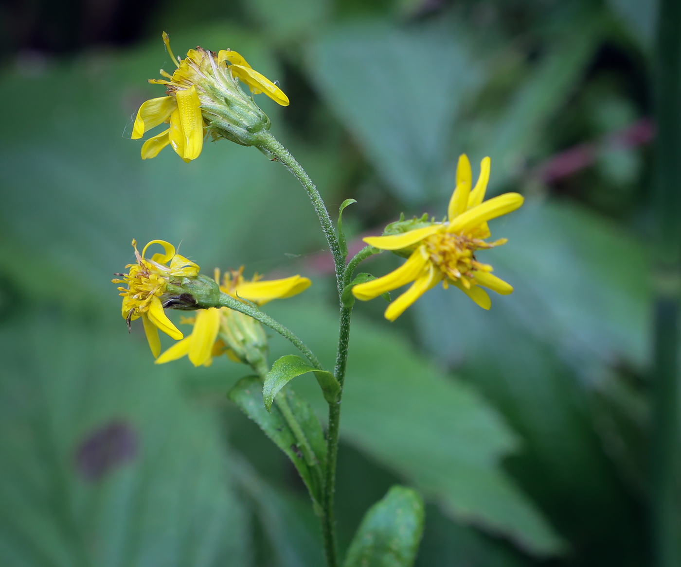 Image of genus Senecio specimen.