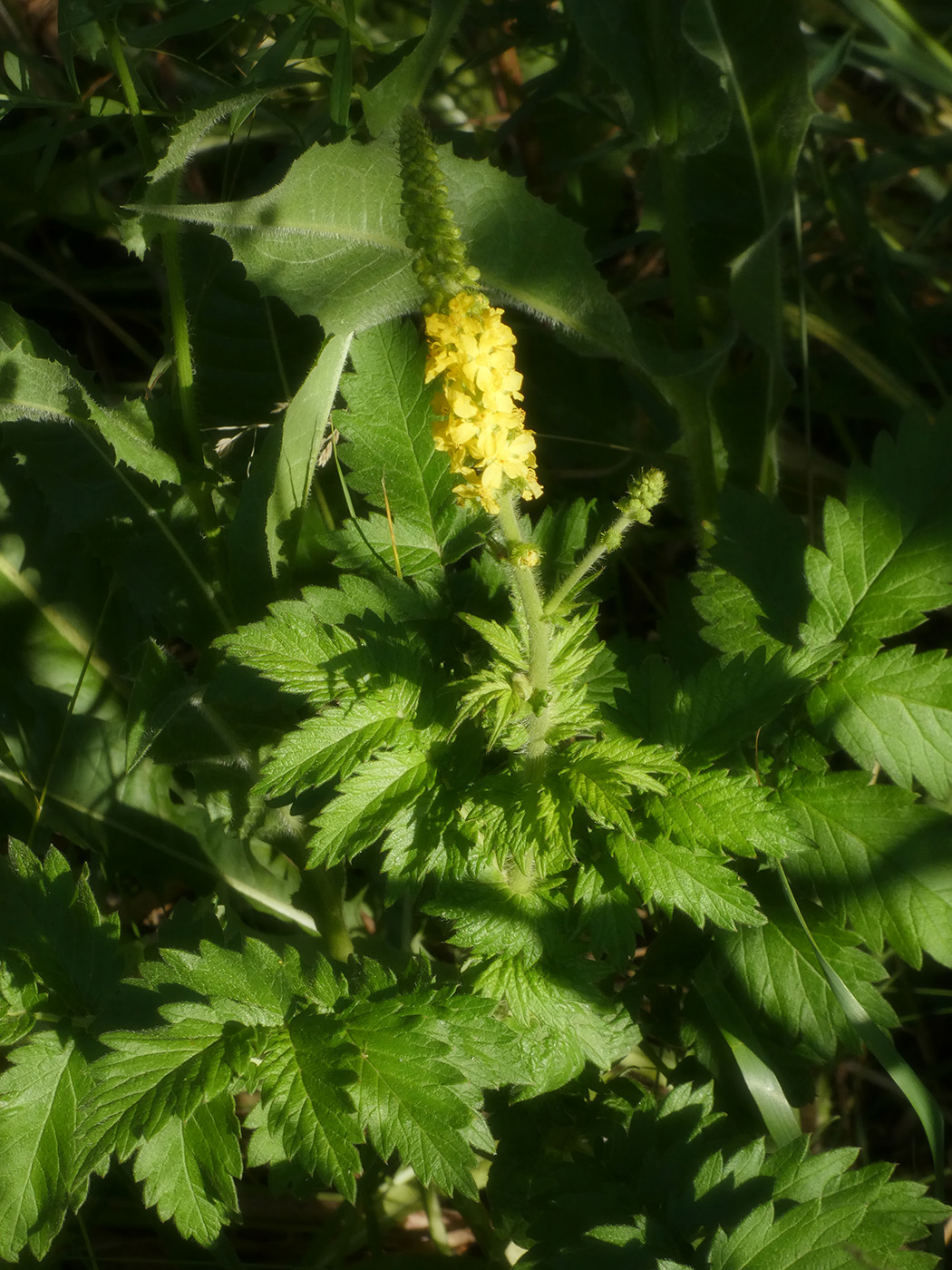 Изображение особи Agrimonia eupatoria ssp. grandis.