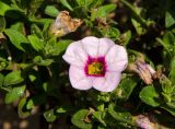 genus Calibrachoa