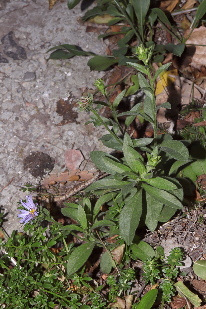 Изображение особи Aster ibericus.