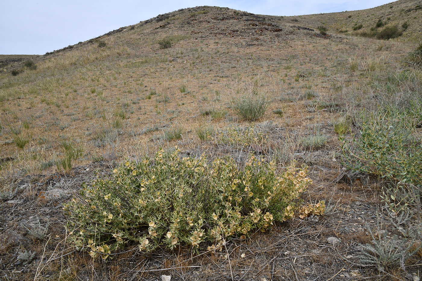 Image of Lagochilus platycalyx specimen.