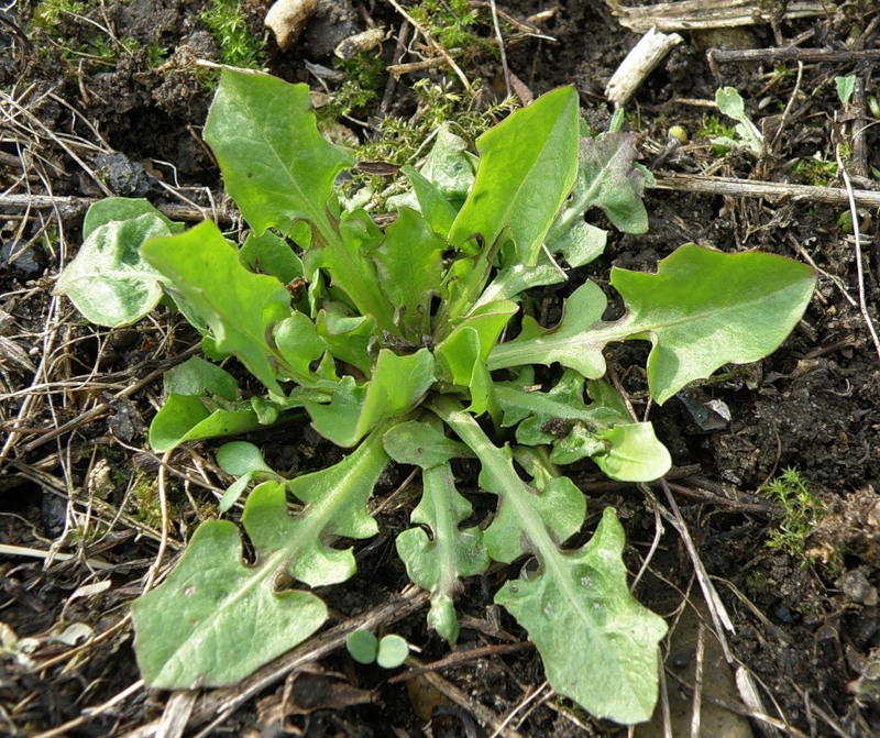 Image of Crepis foetida specimen.