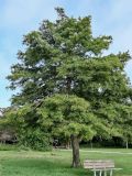 Taxodium distichum. Взрослое дерево. Португалия, г. Лиссабон, в культуре. 10.08.2025.