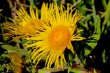 Inula helenium