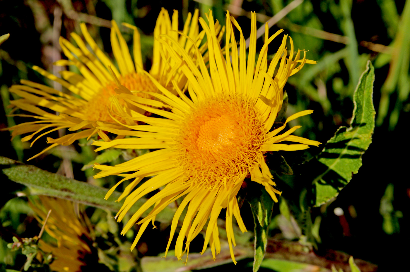 Image of Inula helenium specimen.