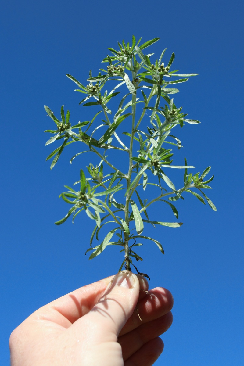 Image of Gnaphalium uliginosum specimen.