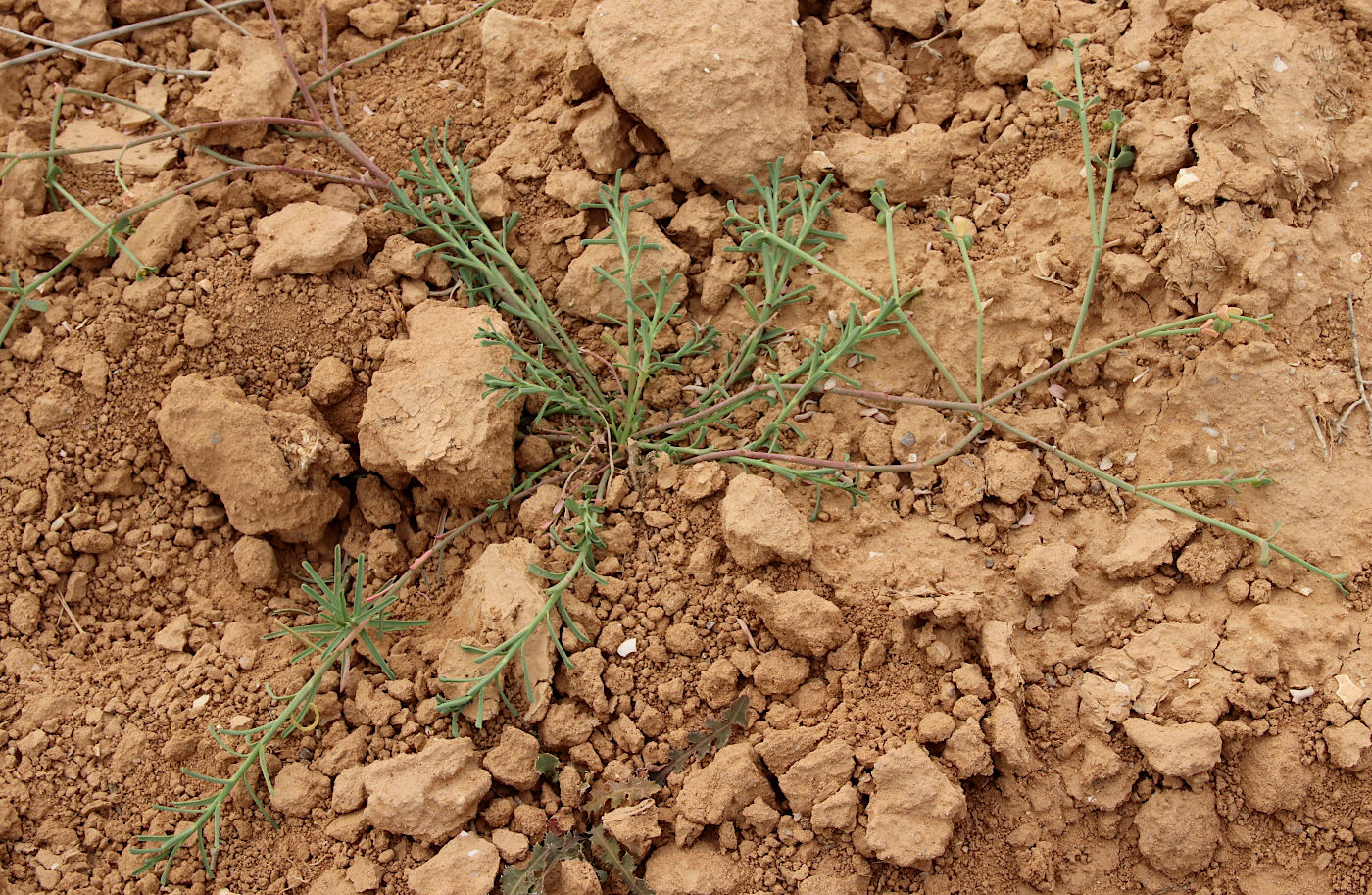 Изображение особи Euphorbia dracunculoides.