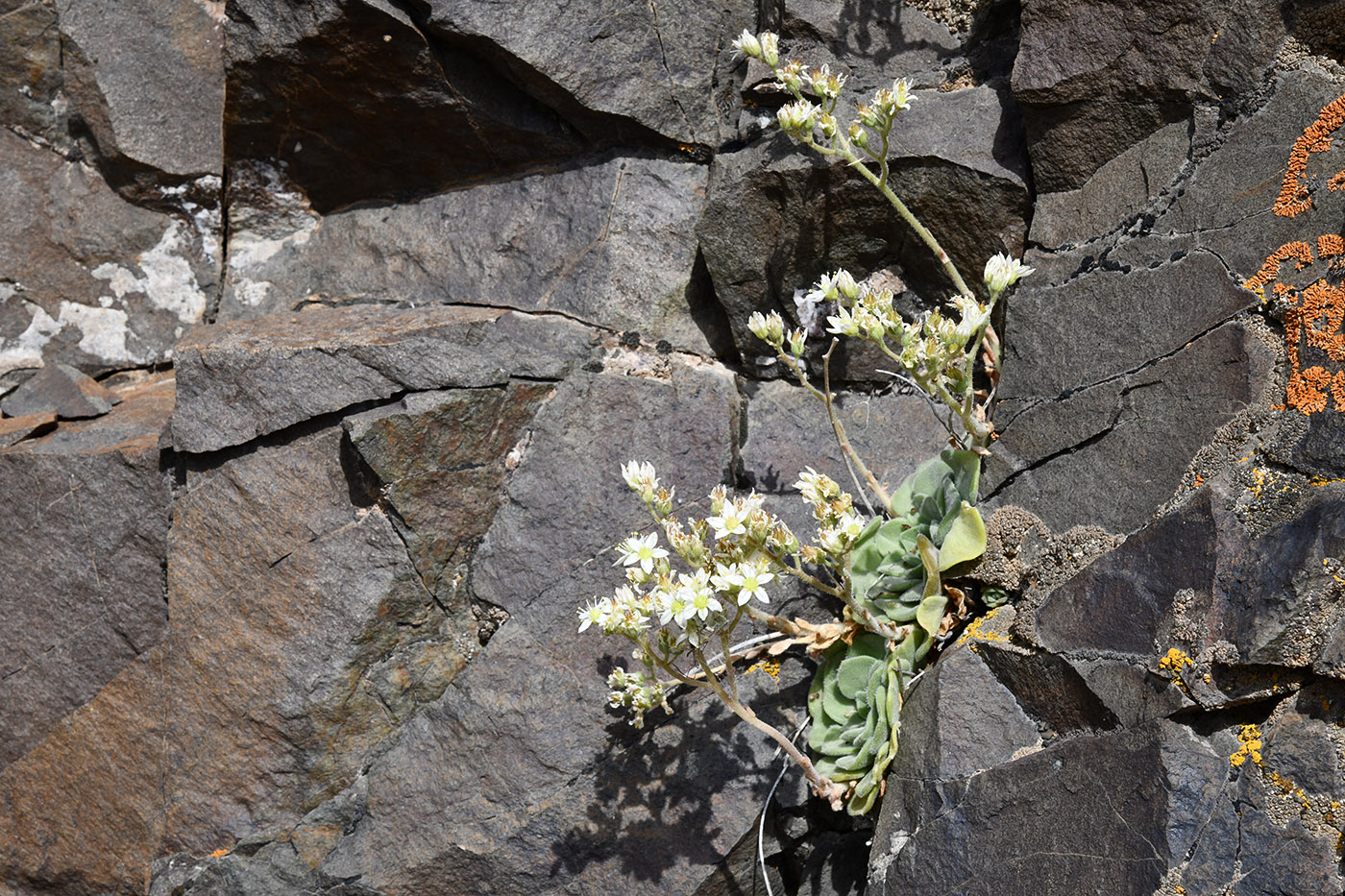 Изображение особи Rosularia platyphylla.