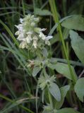 Stachys maritima