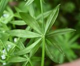 Galium rivale. Мутовка листьев (вид снизу). Тульская обл., Заокский р-н, Бутиково, обочина лесной дороги. 07.09.2025.