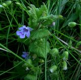 Glechoma hederacea