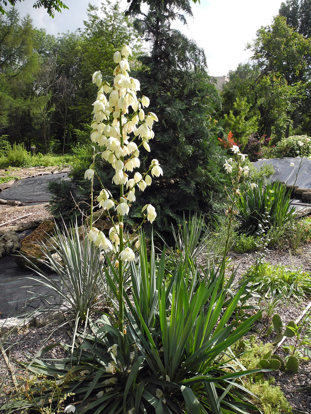 Изображение особи Yucca flaccida.