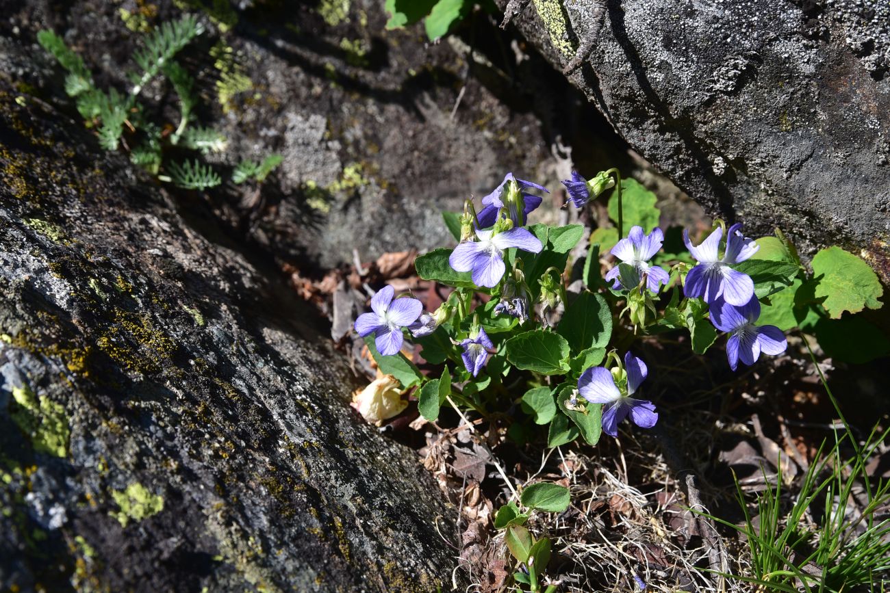 Изображение особи род Viola.