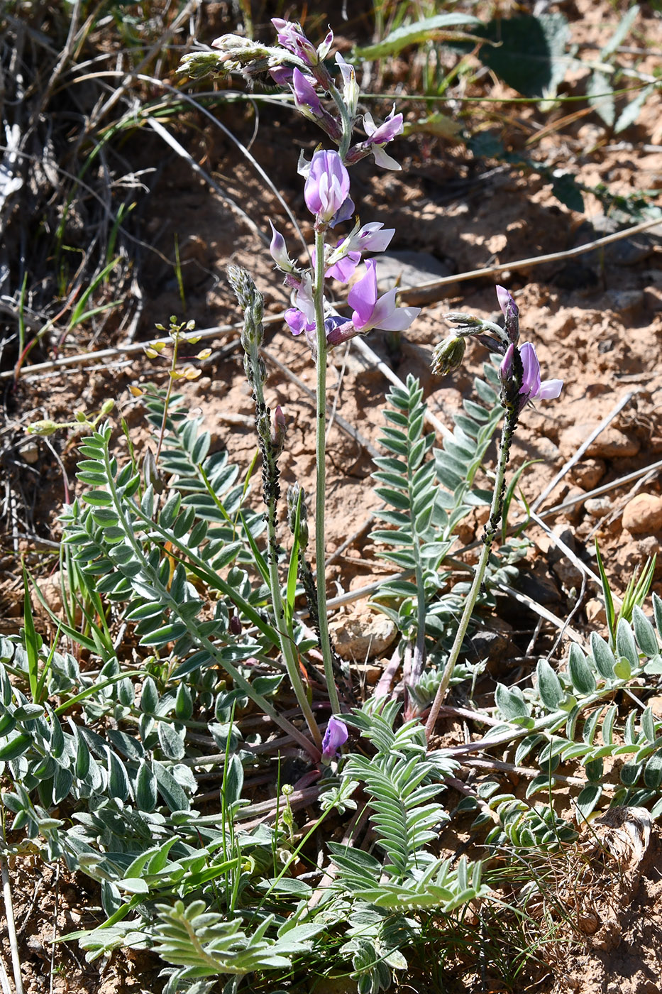 Image of Oxytropis capusii specimen.