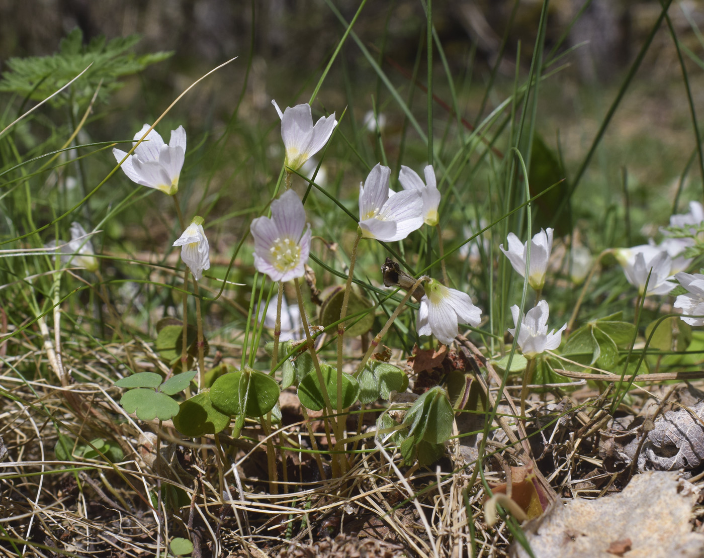 Image of Oxalis acetosella specimen.