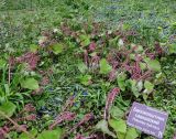 Petasites hybridus. Цветущие растения. Москва, филиал Ботсада МГУ \"Аптекарский огород\", теневой сад, в культуре. 30.04.2026.