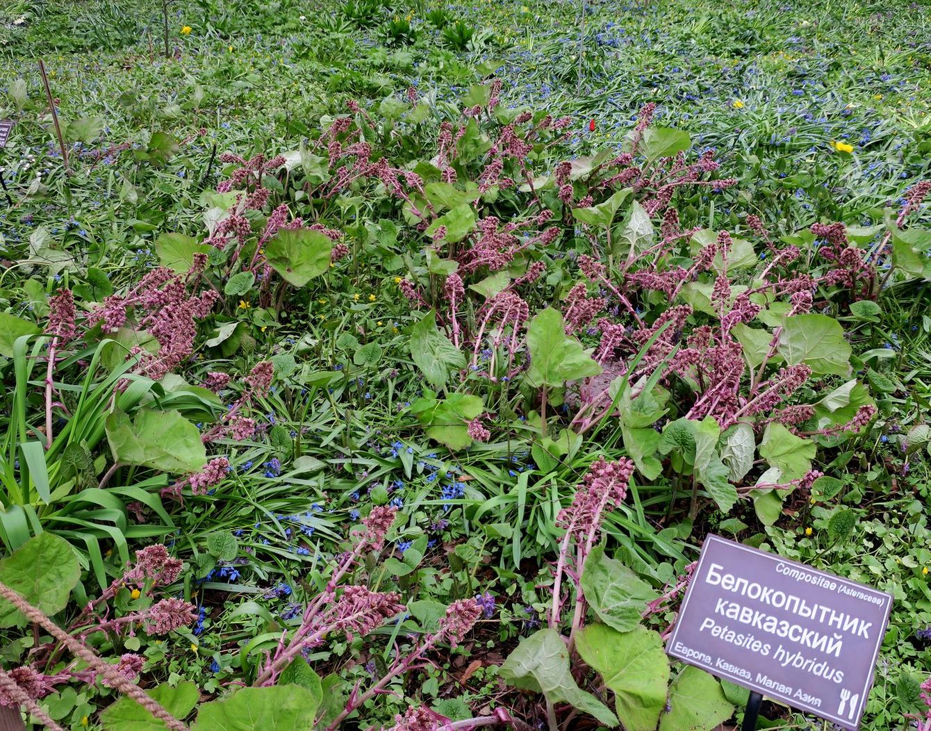 Image of Petasites hybridus specimen.