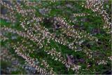 Calluna vulgaris
