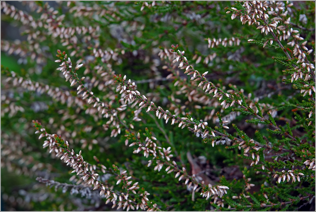 Image of Calluna vulgaris specimen.