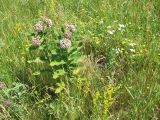 Asclepias syriaca