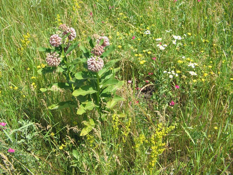 Изображение особи Asclepias syriaca.