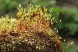 Bryum caespiticium. Растения со спорогонами. Ленинградская обл., Ломоносовский р-н, дер. Дубки, дачный участок, на старом кирпиче у крыльца. 09.05.2026.