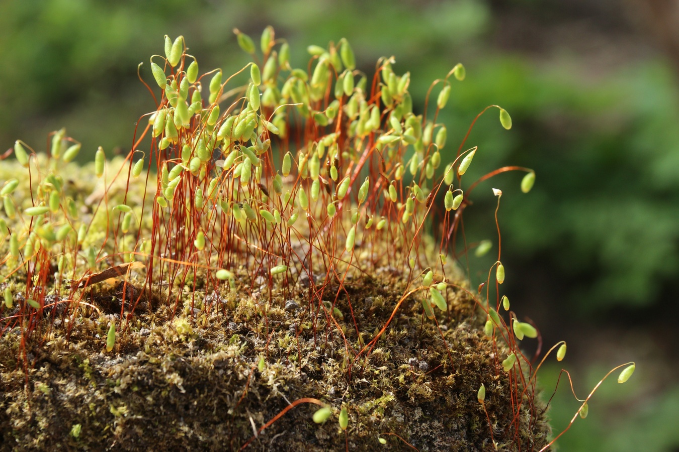 Image of Bryum caespiticium specimen.