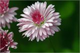 Bellis perennis. Соцветие (махровая форма). Московская обл., Раменский р-н, окр. дер. Хрипань, садовый участок. 30.05.2026.