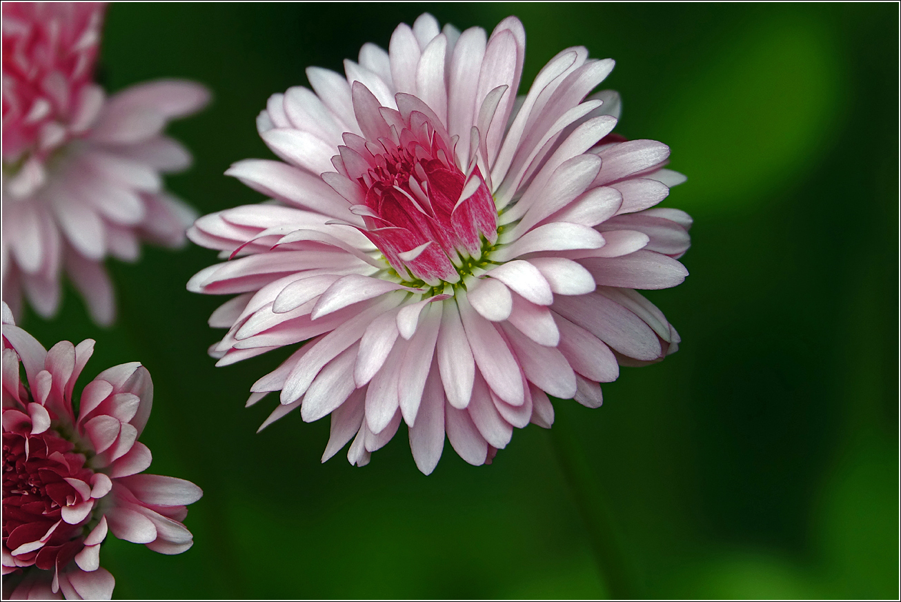 Изображение особи Bellis perennis.