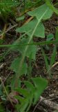 Taraxacum officinale