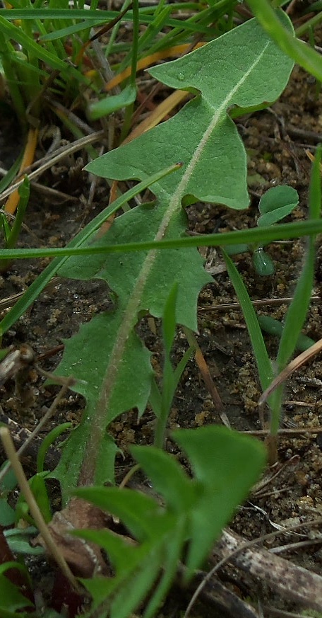 Image of Taraxacum officinale specimen.