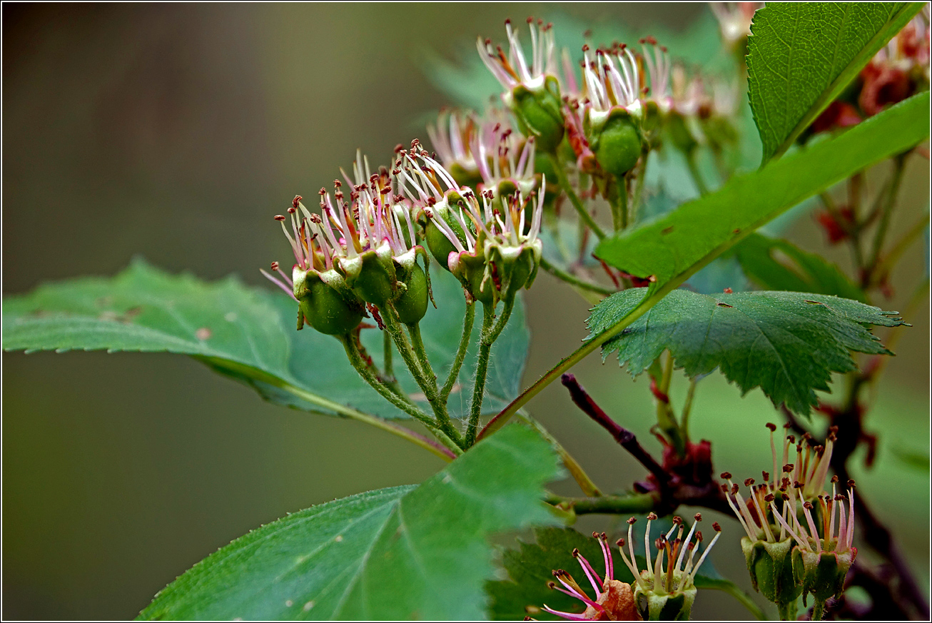 Изображение особи Crataegus submollis.