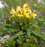 Pedicularis oederi. Цветущее растение. Хабаровский край, р-н имени Лазо, массив горы Ко, гора Столовая, вершина, выс. ≈ 1920 м н.у.м., горная тундра. 22.06.2026.