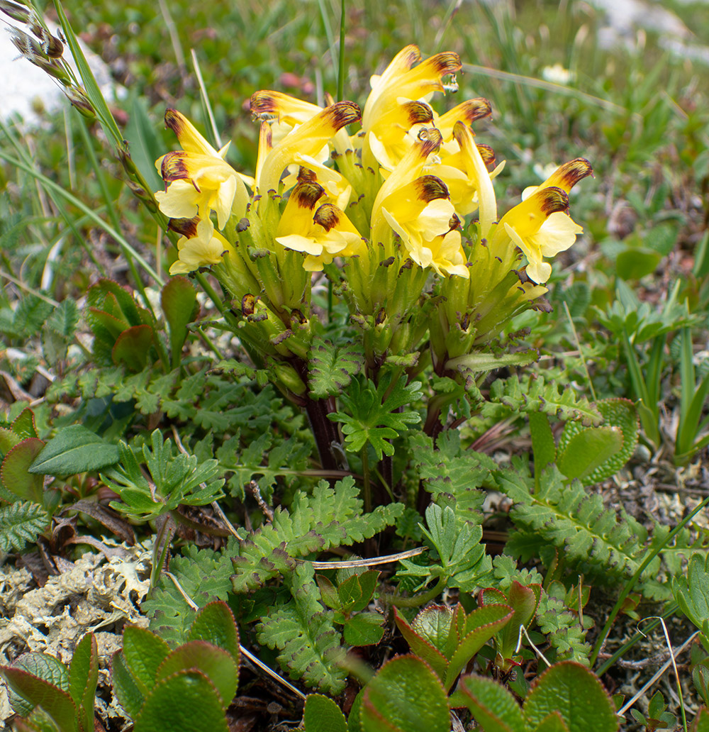 Изображение особи Pedicularis oederi.