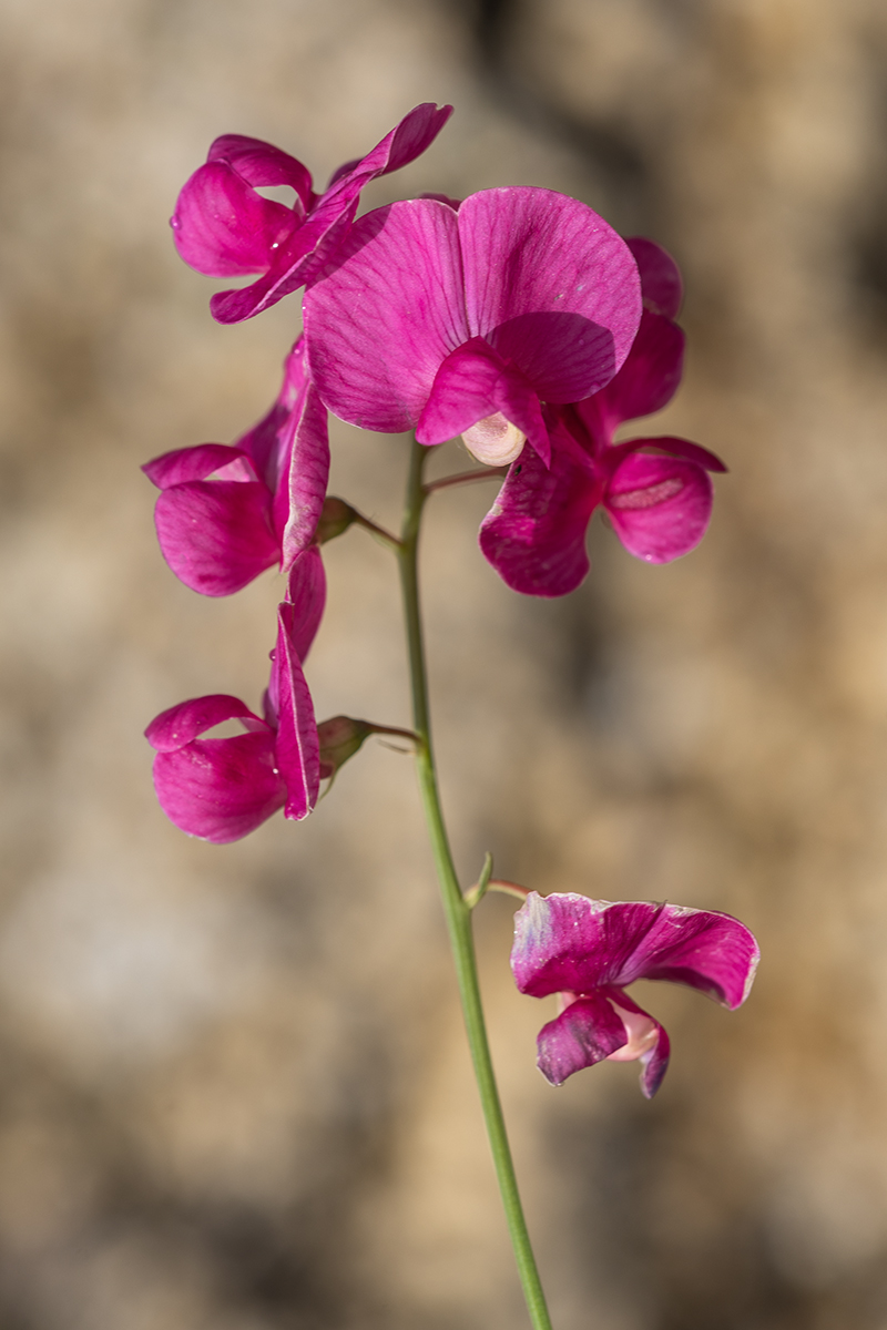 Изображение особи Lathyrus tuberosus.