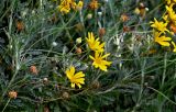 Euryops chrysanthemoides