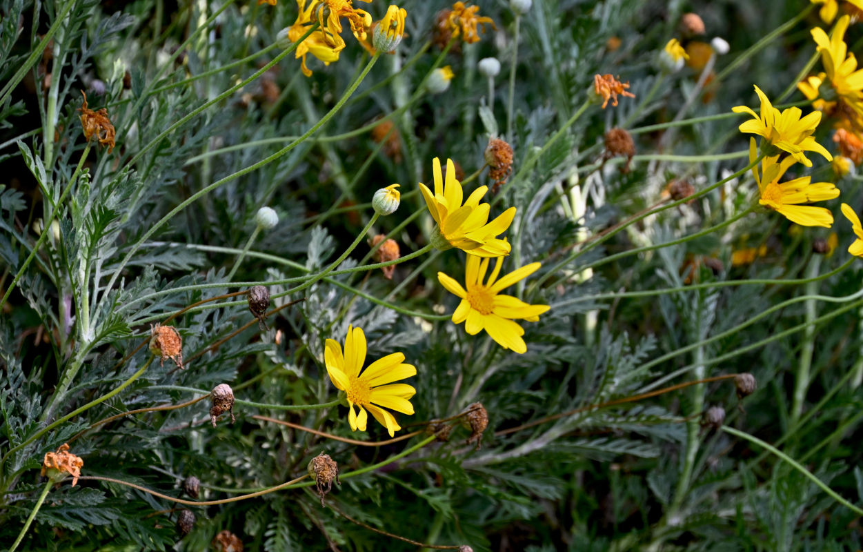 Image of Euryops chrysanthemoides specimen.