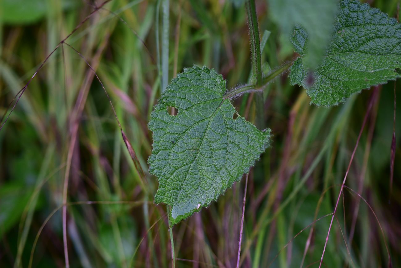 Изображение особи Stachys sylvatica.