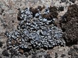 Toninia sedifolia. Таллом на скале. Крым, Севастополь, Байдарская дол. 19.08.2026.